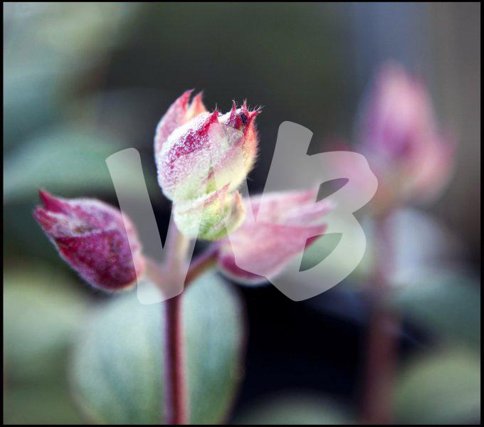 bloemen en planten vvbvanbree     1157